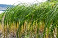 Typha latifolia broadleaf cattail, bulrush, common bulrush, common cattail, great reedmace, cooper`s reed, cumbungi is perennial