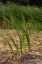 Typha latifolia broadleaf cattail, bulrush, common bulrush, common cattail, great reedmace, cooper`s reed, cumbungi is perennial Royalty Free Stock Photo