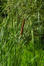 Typha latifolia broadleaf cattail, bulrush, common bulrush, common cattail, great reedmace, cooper\'s reed