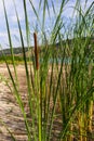 Typha latifolia broadleaf cattail, bulrush, common bulrush, common cattail, great reedmace, cooper\'s reed,