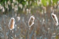 Typha latifolia, broadleaf cattail in the swamp. Fluffy plant Royalty Free Stock Photo