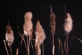 Typha latifolia Cattail Royalty Free Stock Photo