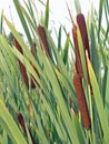 Typha latifolia, Cattail Royalty Free Stock Photo