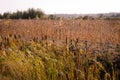 Typha latifolia cattail at fall Royalty Free Stock Photo