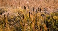 Typha latifolia cattail at fall Royalty Free Stock Photo