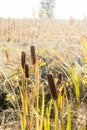 Typha latifolia cattail at fall Royalty Free Stock Photo