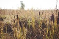 Typha latifolia cattail at fall Royalty Free Stock Photo