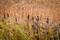 Typha latifolia cattail at fall Royalty Free Stock Photo