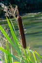 Typha latifolia Common Bulrush blackamoor flag water-torch by the lake Royalty Free Stock Photo