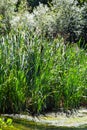 Typha latifolia, Common Bulrush. Broadleaf Cattail, blackamoor flag. mace reed water-torch