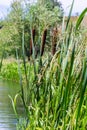 Typha latifolia, Common Bulrush. Broadleaf Cattail, blackamoor flag. mace reed water-torch