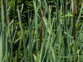 Typha latifolia, common bulrush, broadleaf cattail, great reedmace, cooper`s reed, plants with riping seeds close-up