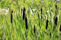 Typha Latifolia, Common Cattail Growing in the Nature Royalty Free Stock Photo