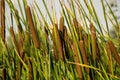 Typha latifolia growing beautiful in the lake