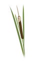 Typha latifolia. Mature flower spike of Typha latifolia. Cattail