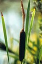 Common bulrush plant