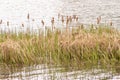 Typha Latifolia Reed Detail