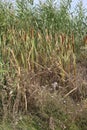 Typha latifolia, Typhaceae