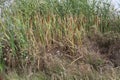 Typha latifolia, Typhaceae