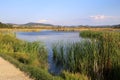 Typha latifolia, Typhaceae Royalty Free Stock Photo