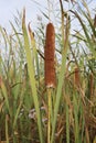 Typha latifolia, Typhaceae