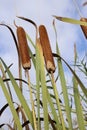 Typha latifolia, Typhaceae