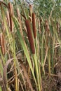 Typha latifolia, Typhaceae