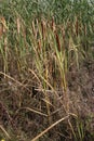 Typha latifolia, Typhaceae