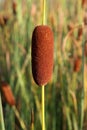 Typha laxmanni, Typhaceae Royalty Free Stock Photo