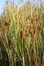 Typha laxmanni, Typhaceae Royalty Free Stock Photo