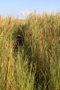 Typha laxmanni, Typhaceae