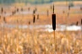 Typha laxmannii