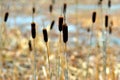 Typha laxmannii