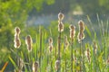 Typha plant heads