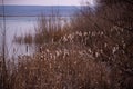 Typha plant at the lake. Cattail in winter season