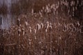 Typha plant at the lake. Cattail in winter season