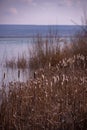 Typha plant at the lake. Cattail in winter season