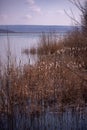 Typha plant at the lake. Cattail in winter season Royalty Free Stock Photo