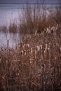 Typha plant at the lake. Cattail in winter season Royalty Free Stock Photo