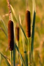 Typha plant. Wetland habitat. Cattail grass. Papyrus bunch