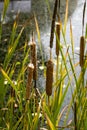 Typha species of plant known as bulrush, gladio, enea or totora