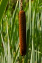 typha wildplant at pond, Sunny summer day. Typha angustifolia or cattail