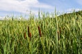 typha wildplant at pond, Sunny summer day. Typha angustifolia or cattail