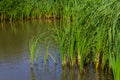 typha wildplant at pond, Sunny summer day. Typha angustifolia or cattail