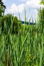 typha wildplant at pond, Sunny summer day. Typha angustifolia or cattail