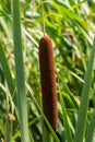 typha wildplant at pond, Sunny summer day. Typha angustifolia or cattail