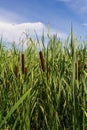 typha wildplant at pond, Sunny summer day. Typha angustifolia or cattail