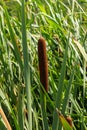 typha wildplant at pond, Sunny summer day. Typha angustifolia or cattail