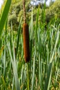 typha wildplant at pond, Sunny summer day. Typha angustifolia or cattail