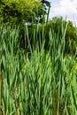 typha wildplant at pond, Sunny summer day. Typha angustifolia or cattail